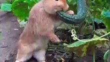 The little rabbit secretly eats cucumbers in the vegetable garden#pets #rabbit #animals