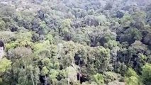 Los humanos hemos degradado más de un tercio de los bosques del Amazonas