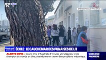 Des punaises de lit s'invitent dans une école du 13e arrondissement de Marseille