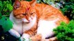 BEAUTIFUL CATS 4K HDR 60fps  VIDEO FUNNY CATS 4K HDR 60fps VIDEO DOLBY VISION ,