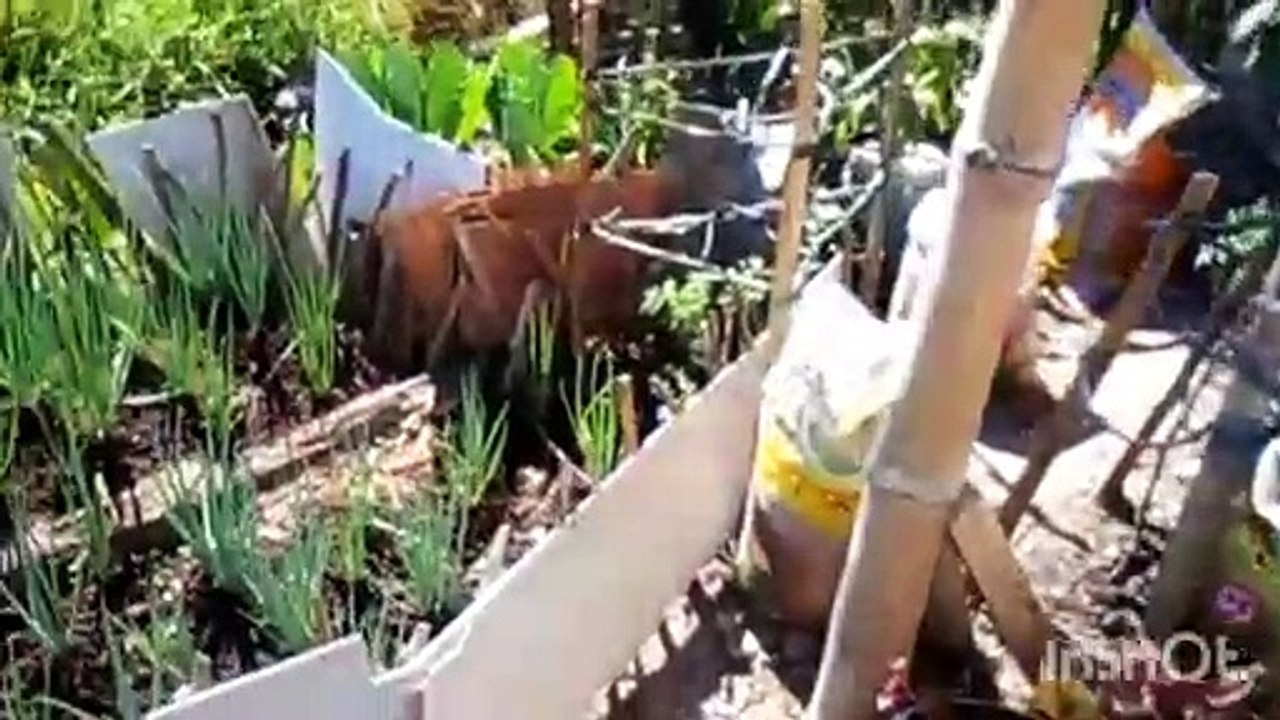 Backyard gardening