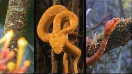 Najgroźniejsze węże świata Lektor PL