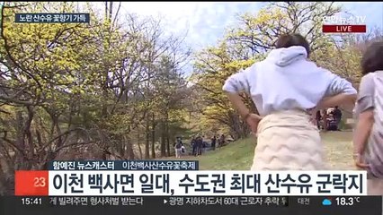 상춘객 반기는 샛노란 산수유꽃…휴일 봄기운 가득