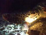 Tortue marine mangeuse de poissons