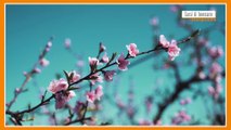 Sorsi di benessere - La tisana giusta per iniziare la primavera