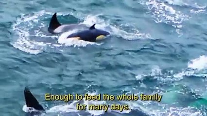 amazingworld _omg _graywhales _orca