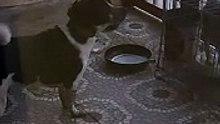 oreo my dog