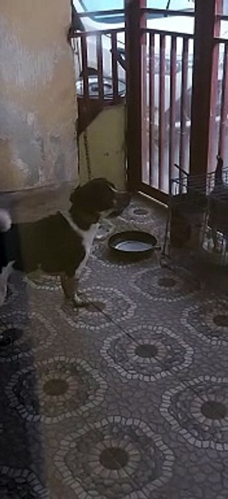 oreo my dog