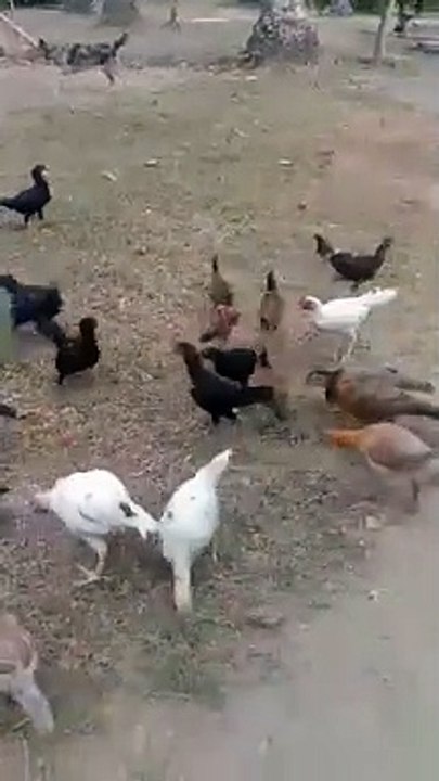 feeding chickens