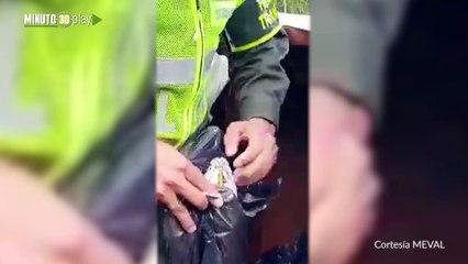 Incautan más de 200 kilos de pólvora en Medellín y Girardota