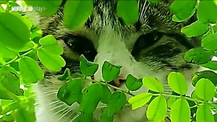 Rescatan gato lesionado en uno de sus ojos en Cali