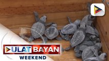 La Union, isang nesting site para sa mga Pawikan
