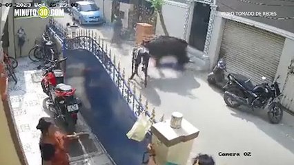 Arrestan al dueño de una vaca en la India tras el brutal ataque a una niña