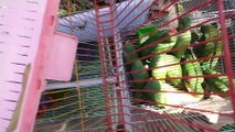 Lalukhet Birds Market latest update of Exotic Parrot Baby price|| Sunday biggest birds Market
