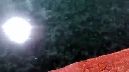 Olbia. Meduse al molo Brin