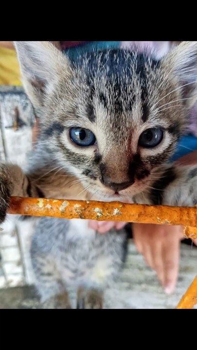 Cute kitten's ♥️