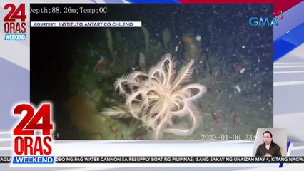 Landslide sa Brazil | Haiti leader na namatay sa engkuwentro | Kidnapping sa eskwelahan sa Nigeria | Rare species ng Sea Lily | 24 Oras Weekend