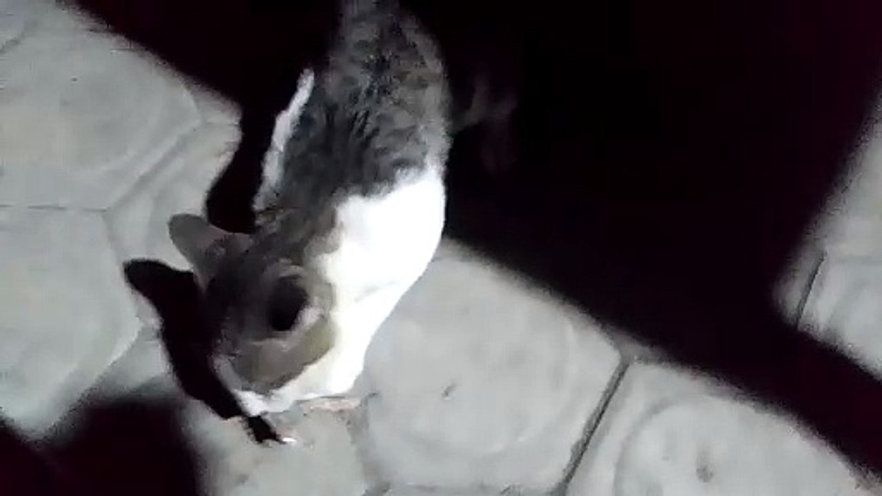 cat's favorite