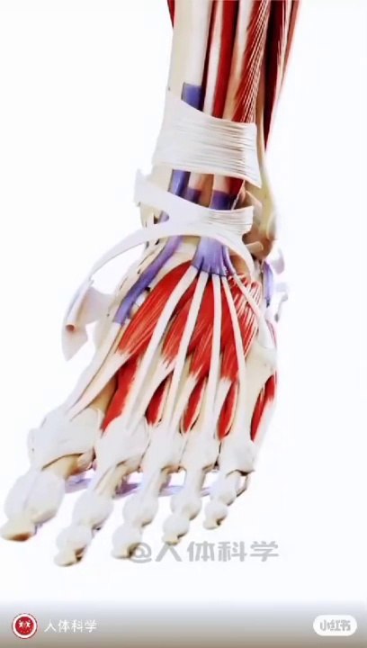 Foot Anatomy