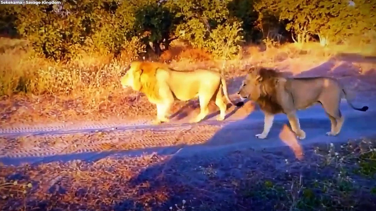 アフリカ最強のライオン、ライオン・セケカマ（完全版）
