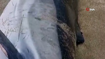 Sinop’ta kıyıya vurmuş ölü yunus bulundu
