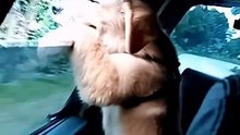 Puppy Golden retriever