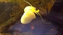 Apple Snail