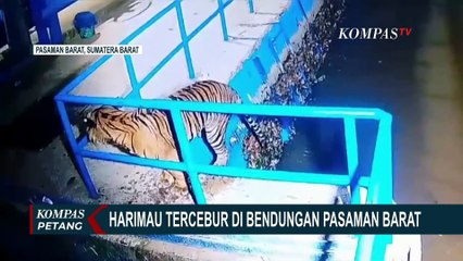 Rekaman Harimau Sumatera Tercebur ke Bendungan di Pasaman Barat
