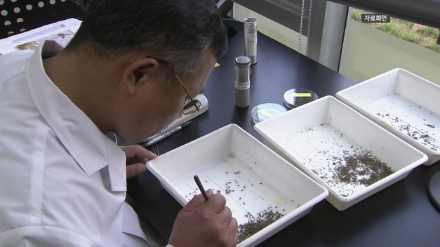 질병청, 남부지방부터 일본뇌염 매개모기 감시 시작 / YTN
