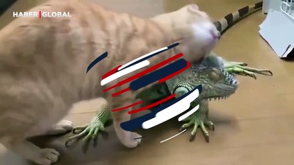 Kedinin aşkı sosyal medyanın gündeminde, gönlünü kaptırdığı anlar viral oldu