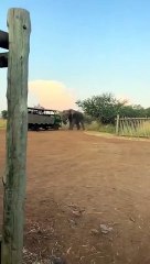 Un elefante casi vuelca un camión