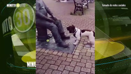 Peludo solo quería jugar perrito juguetón le trae pelota a una estatua