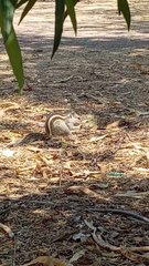 ️ Playing Squirrel || गिलहरी की मस्ती ️