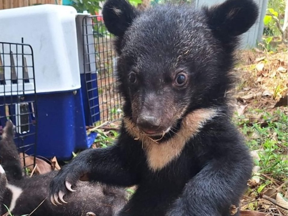 Großartige Rettungsaktion: Tierschützer befreien 16 Bärenbabys