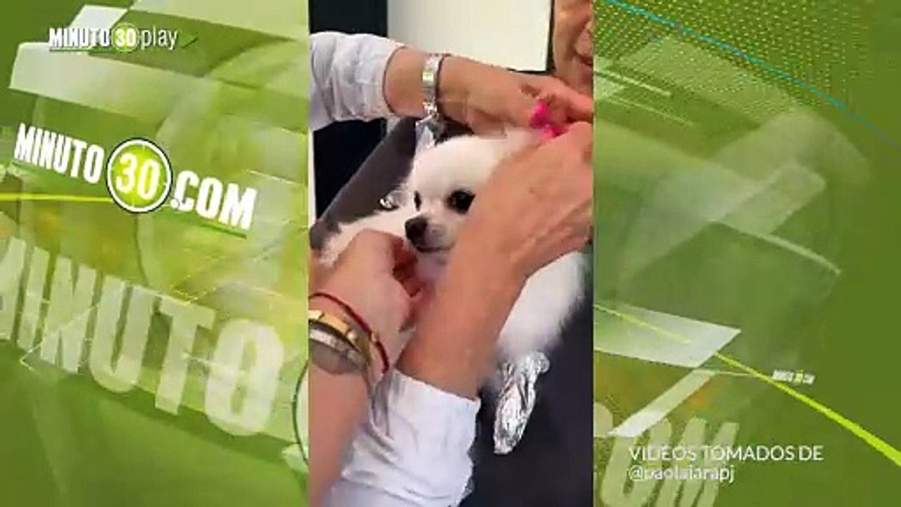 Paola Jara pinto de rosa a su mascota