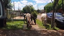 Cavalos soltos na rua preocupam moradores do bairro Periolo