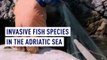 Invasive fish species invading the Adriatic Sea