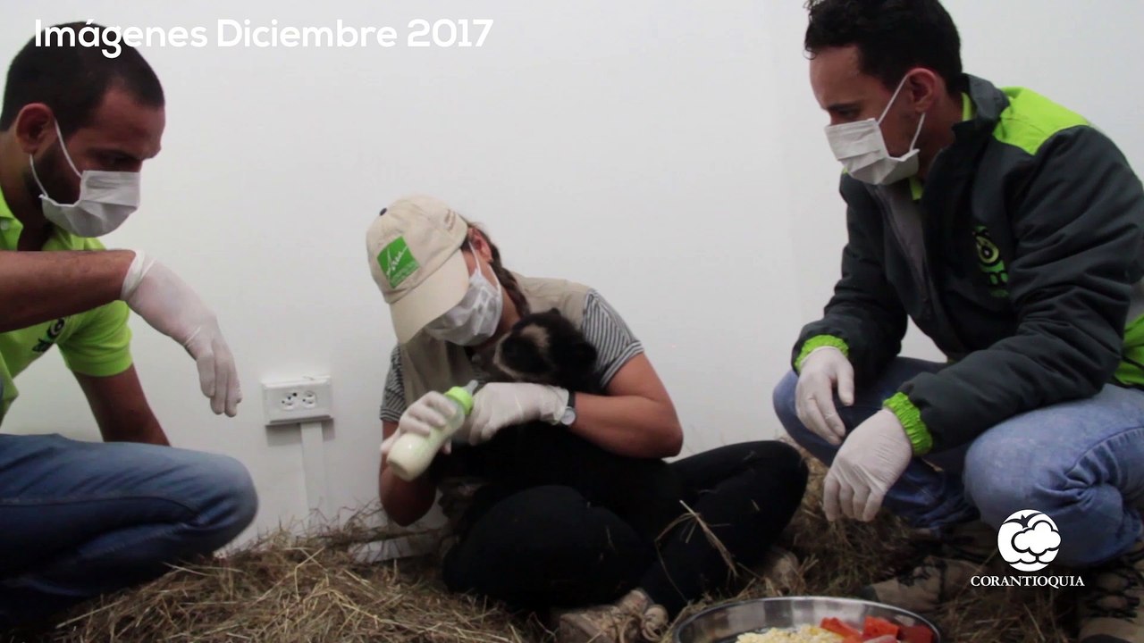 01-02-18 El osezno recuperado en Remedios ha ganado peso y habilidades propias de la vida silvestre