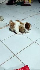 Shih Tzus