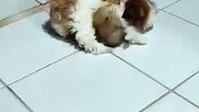 Shih Tzus