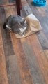 Mischievous Cat Traps Another Cat Inside Paper Bag