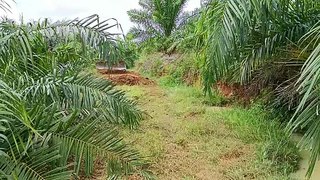See the Difference Between XL D5K Bulldozers in Palm Oil Plantations!