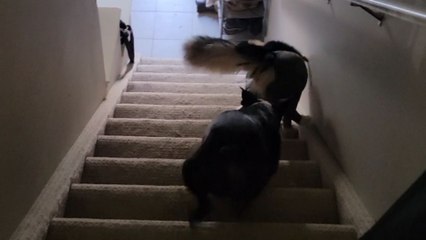 Canine comedy: Poor dog's misadventure in the too-snug anti-shedding onesie