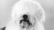 1960s Gaines dog food English sheepdog with English accent