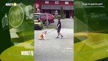 Qué ternura Este perrito se hace el muerto para no caminar más