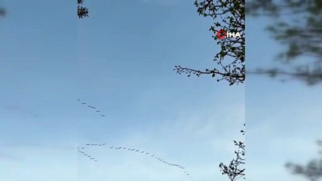 Pelikan sürüsü iftar saatinde görsel şölen oluşturdu