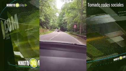 Oso saluda a turistas