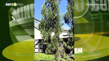 Una enorme pitón entre los árboles en Queensland Australia