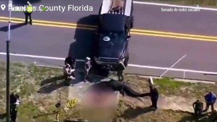 Caimán de más de 4 metros mata a mujer en Florida nadie merece morir así
