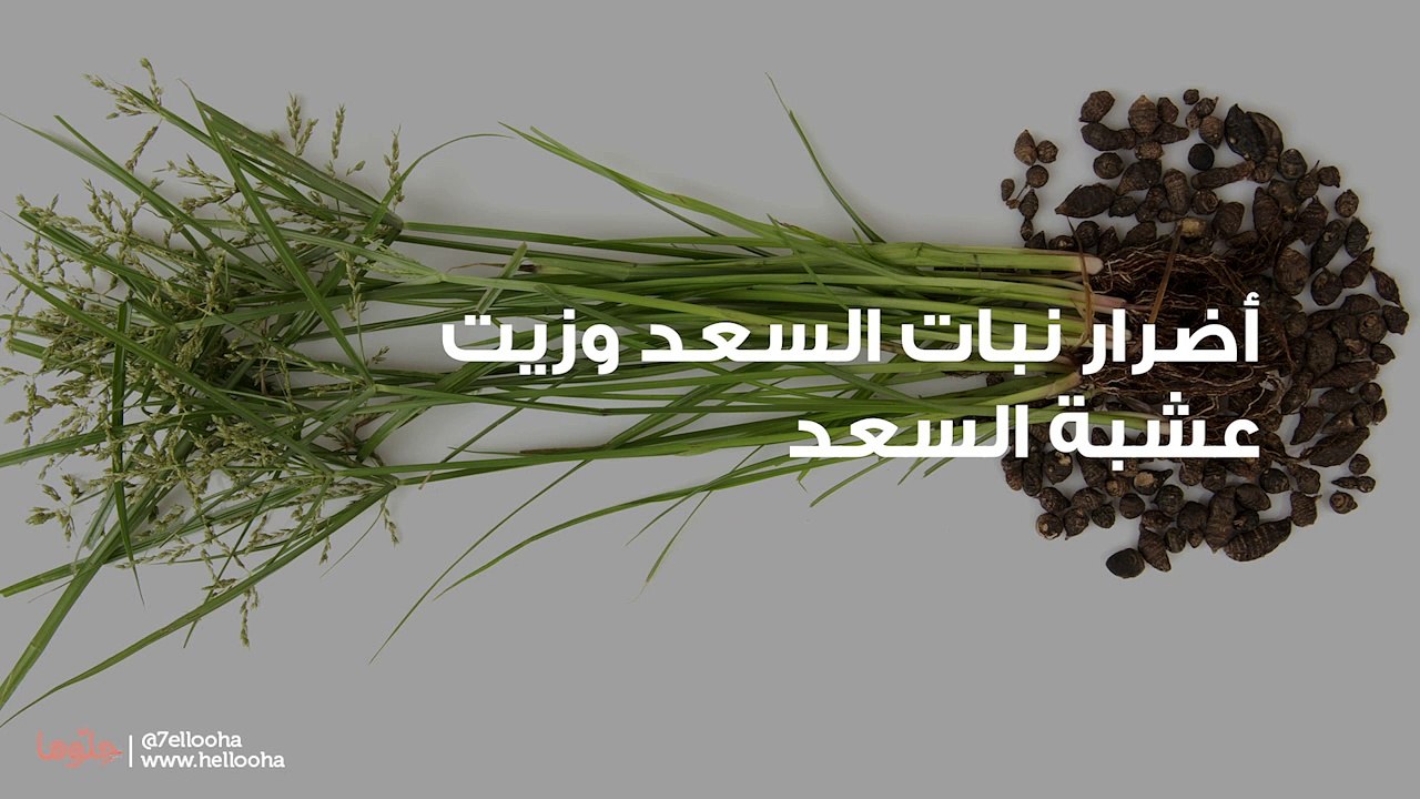 أضرار نبات السعد وزيت عشبة السعد - فيديو Dailymotion